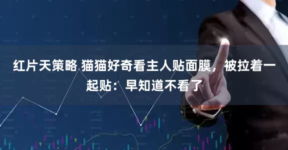 红片天策略 猫猫好奇看主人贴面膜，被拉着一起贴：早知道不看了